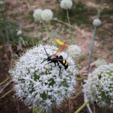 Insetto su fiore di cipolla