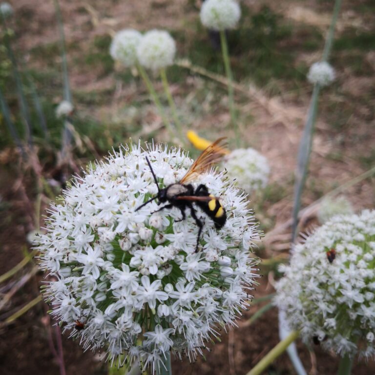 Insetto su fiore di cipolla