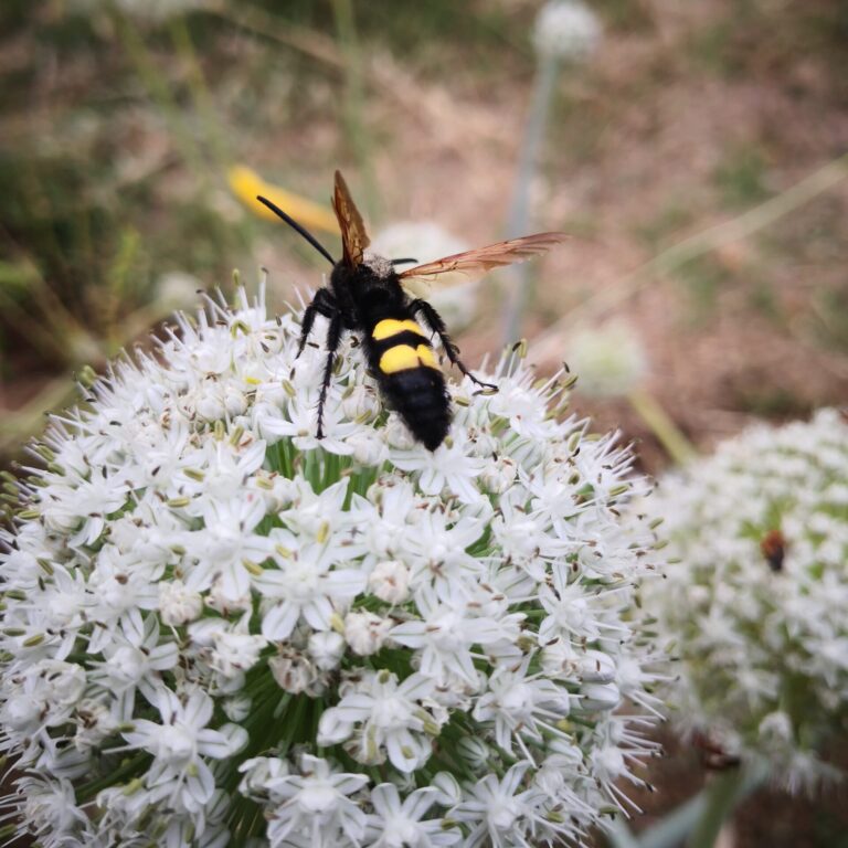 Insetto su fiore di cipolla