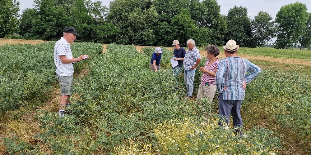 Valutazione in campo parcelle di lupino bianco Lodi (MI)