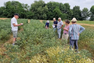 Valutazione in campo parcelle di lupino bianco Lodi (MI)