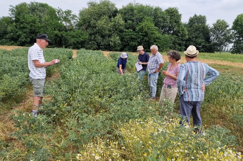 Valutazione in campo parcelle di lupino bianco Lodi (MI)